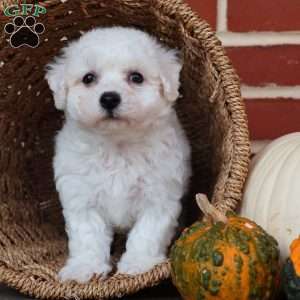 Blessing, Bichon Frise Puppy